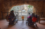 : Das Bild wurde in einem Tierpark vor einem Gehege aufgenommen. Vor dem Gehege befinden sich zwei Personen in einem elektrischen Rollstuhl. Zwischen ihnen am Zaun steht ein Kleinkind. Alle drei blicken auf zwei Nashörner. 